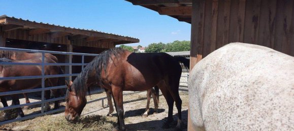 9 rooms Castles in Zistersdorf, Austria No. 15535 2