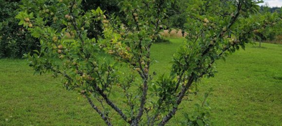 Grundstück in Calw, Germany, Nr. 237104 12