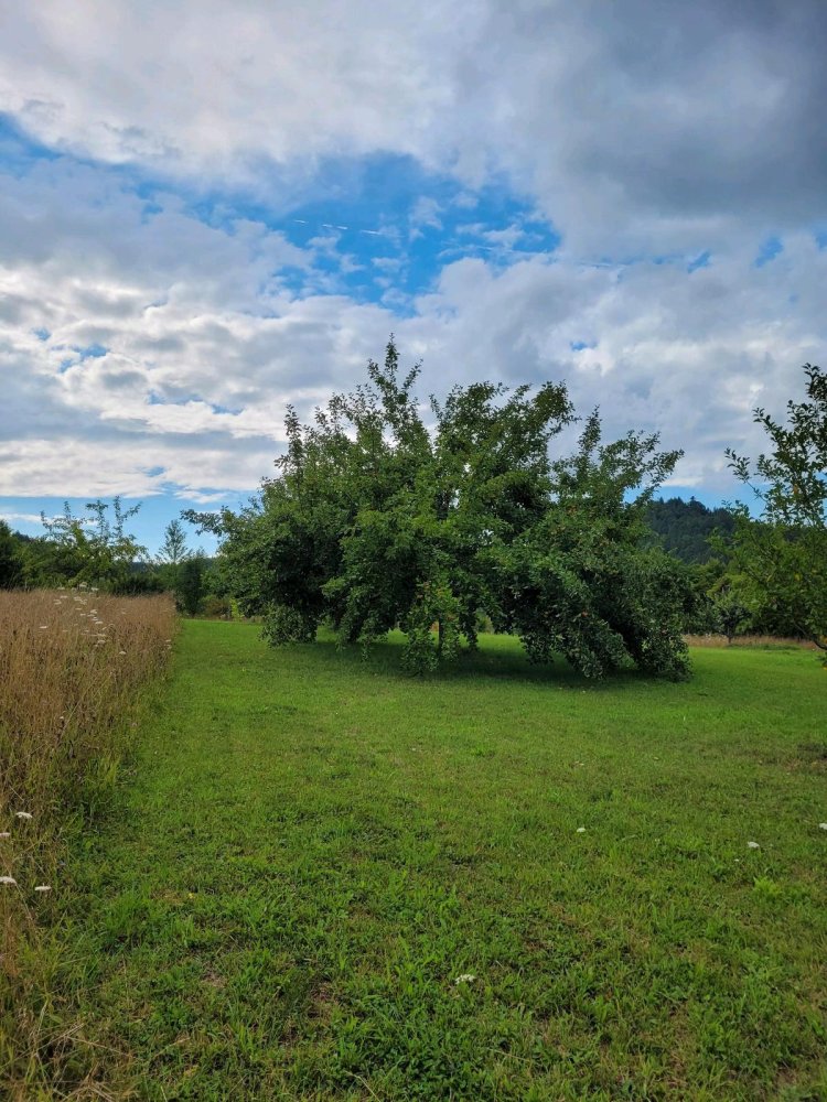 Grundstück in Calw, Germany, Nr. 237104