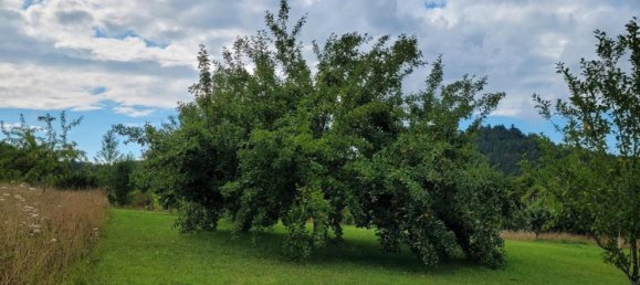 Grundstück in Calw, Germany, Nr. 237104 11