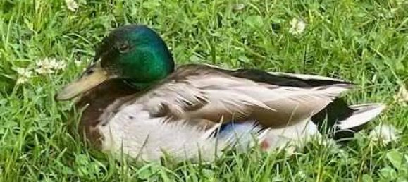 3 غرف نوم شقة في Vienna, Austria رقم 207125 60