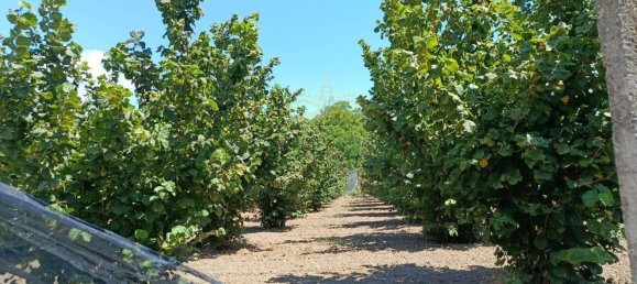 Grundstück in Montoro, Italy 9100m², Nr. 274137 5