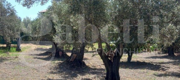 2-Zimmer Haus in Catanzaro, Italy, Nr. 291316 10