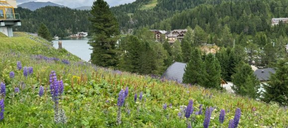 Terrain à Reichenau, Austria No. 130333 6