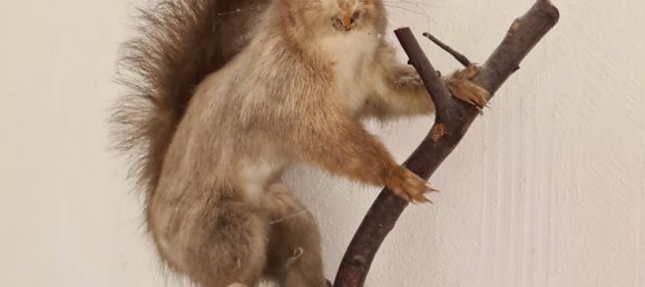 5-Zimmer Bungalow in Lüchow-Dannenberg, Germany, Nr. 177772 32