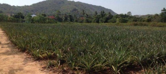  Commercial property in Hua Hin, Thailand No. 6840 4