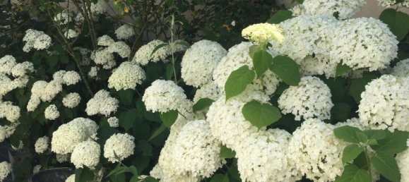 6غرفة منزل في Trier, Germany رقم 272620 27