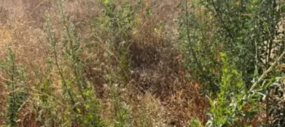 Terreno em Valencia, Spain 600 m² N.º 174238 3