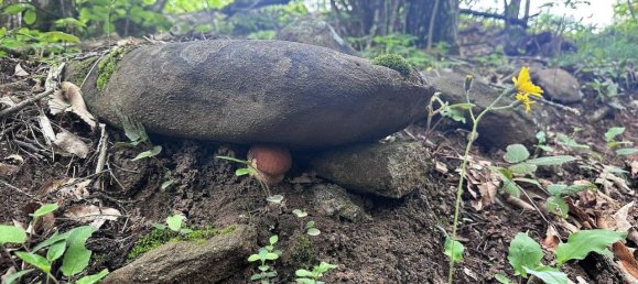 6 rooms House in Borgo Val di Taro, Italy No. 116671 15