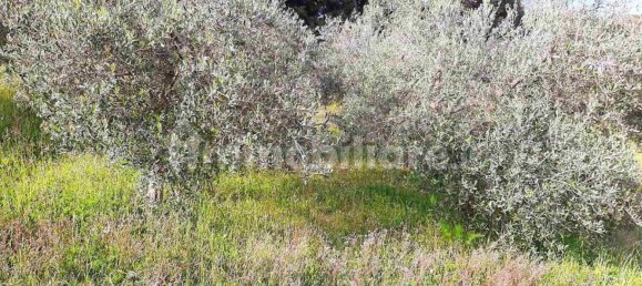 Studio in Rosignano Marittimo, Italy No. 124149 16