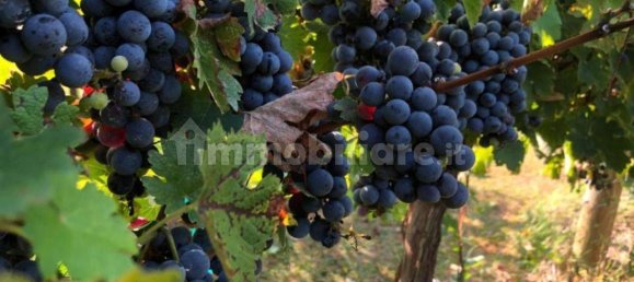 2 bedrooms House in Cortona, Italy No. 56213 65