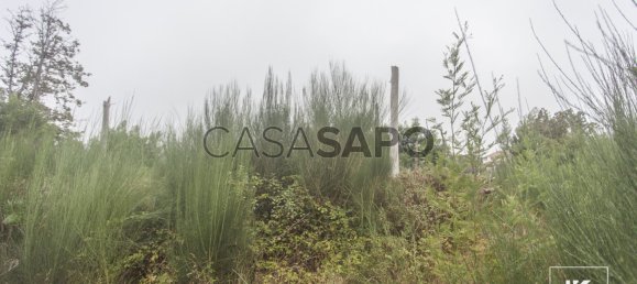 Terrain à Camacha, Portugal No. 83728 3