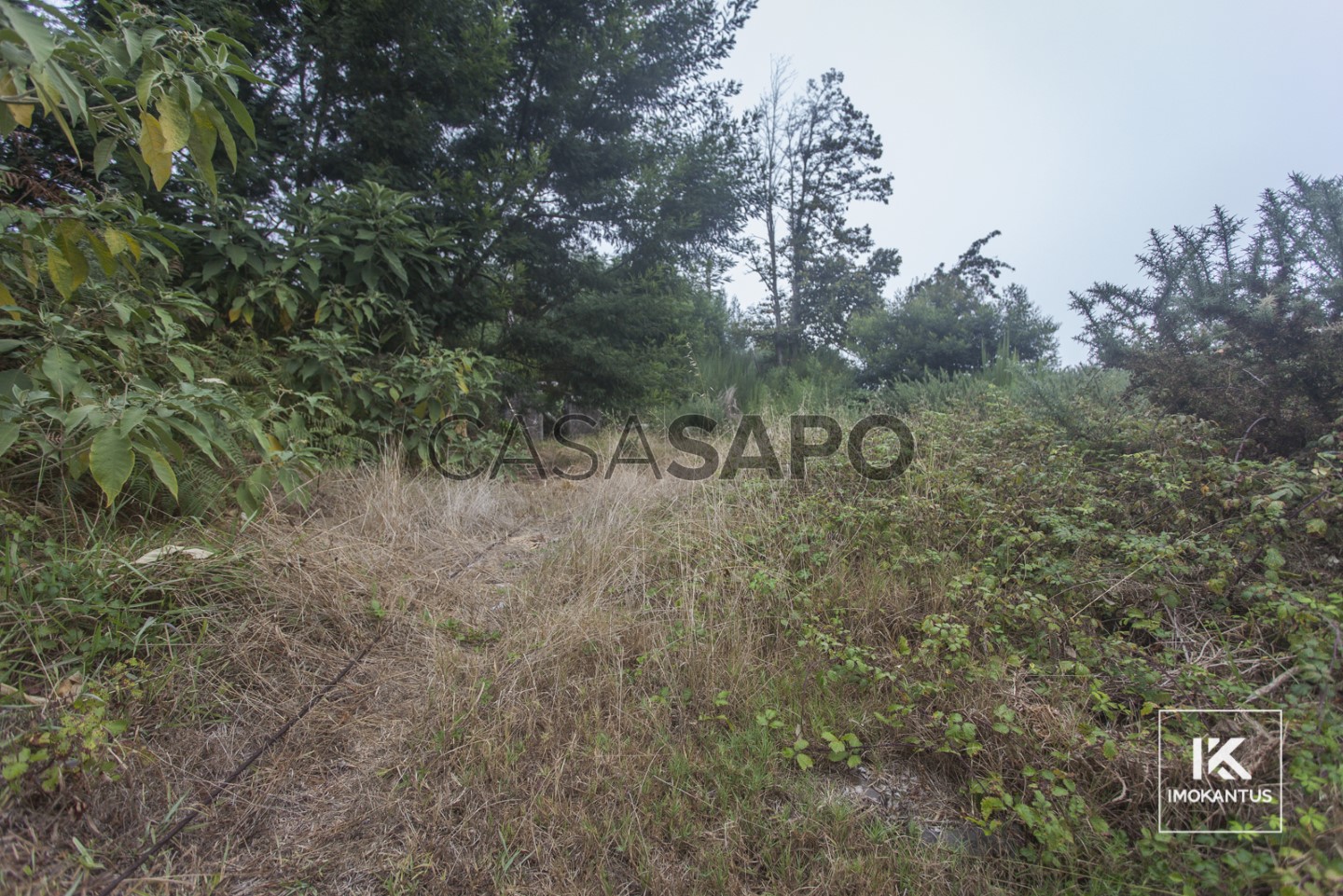 Terrain à Camacha, Portugal No. 83728