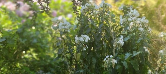 Casa de 10 habitaciónes en Verden, Germany No. 282817 23
