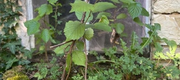 3 Schlafzimmer Stadthaus in Les Riceys, France, Nr. 233376 16