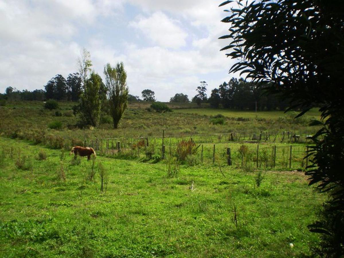 Bauernhof in Maldonado, Uruguay, Nr. 15948