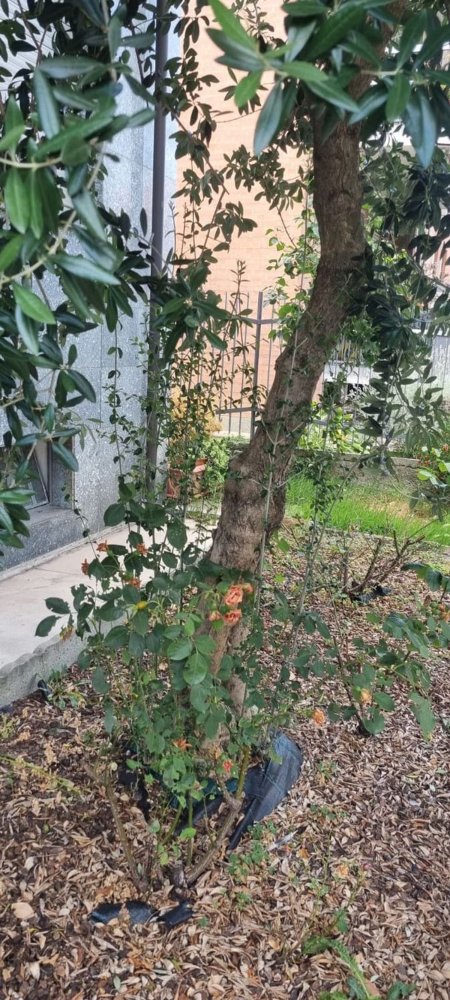 2-salle Appartement à Collegno, Italy No. 277348