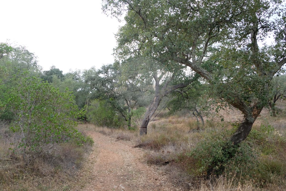 150000m² Commercial property in Sao Martinho das Amoreiras, Portugal No. 50181