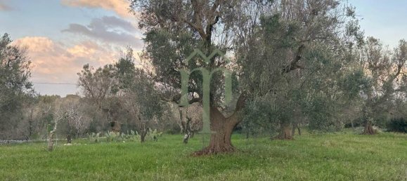 6300m² Land in Carovigno, Italy No. 150836 5