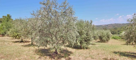 10-Zimmer Haus in Scansano, Italy, Nr. 199051 14