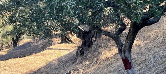 Hotel en Zakynthos, Greece No. 435 5