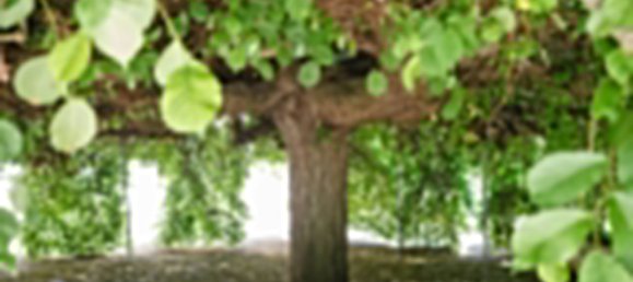 8 bedrooms Castles in Lousa, Portugal No. 118478 3