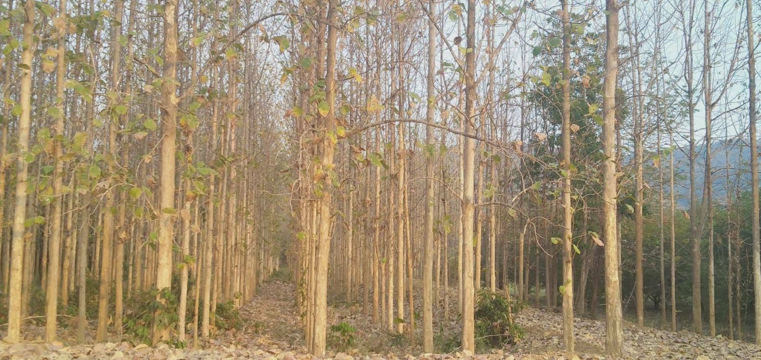  قطعة أرض في Wichian Buri, Thailand 20800متر مربع رقم 68419