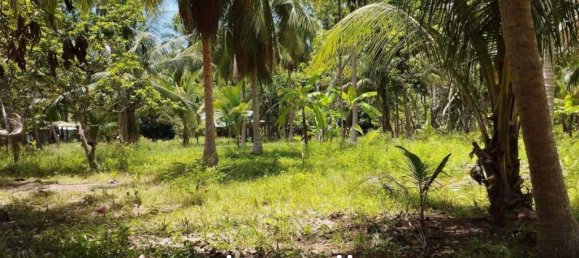  Commercial property in Wiang Sa, Thailand No. 24933 2