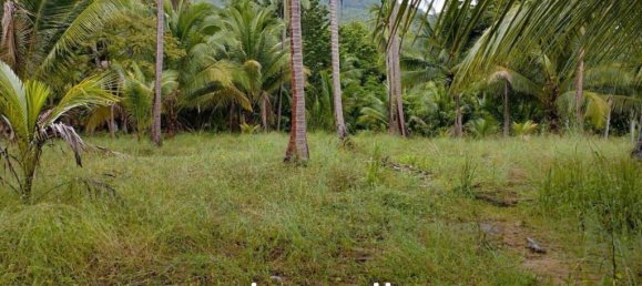  Commercial property in Wiang Sa, Thailand No. 24933 7