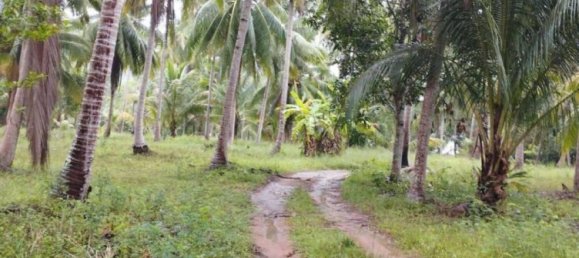  Commercial property in Wiang Sa, Thailand No. 24933 9