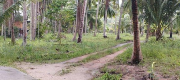  Commercial property in Wiang Sa, Thailand No. 24933 10