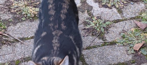 Moradia em banda T6 em Leipzig, Germany N.º 218880 11