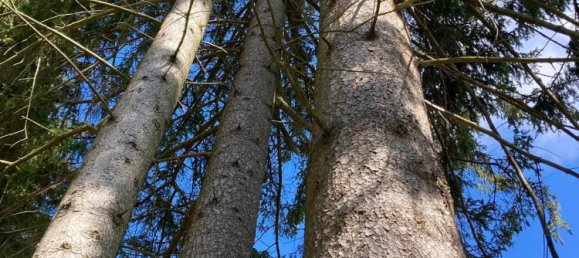  Land in Sallingberg, Austria No. 243118 24