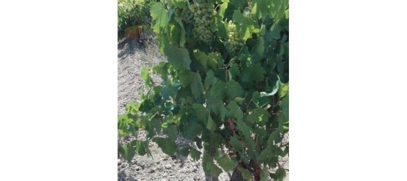 Castelos T9 em Vila de Frades, Portugal N.º 30829 8