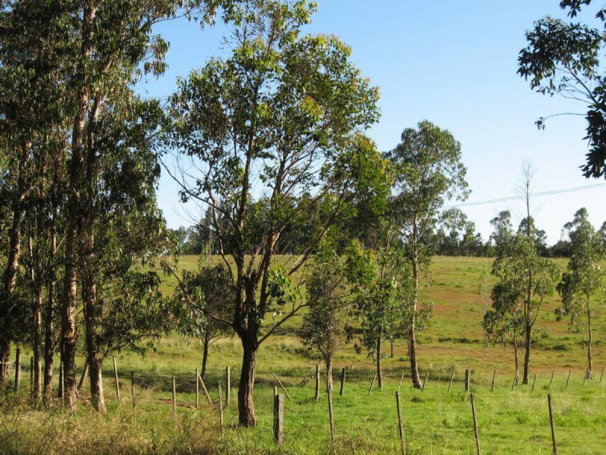  مزرعة في Maldonado, Uruguay رقم 15346