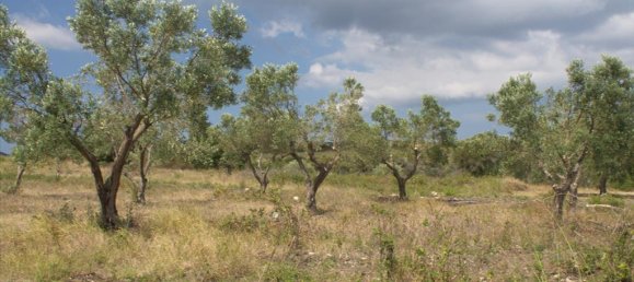 Hotel in Chalkidiki, Greece 5060m², Nr. 8109 6