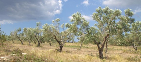 Hotel in Chalkidiki, Greece 5060m², Nr. 8109 7