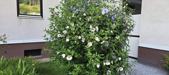 3-Zimmer Wohnung in Edlitz, Austria, Nr. 254437 11