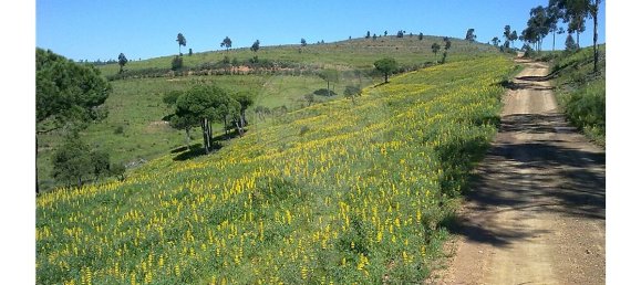 Hotel in Lagos, Portugal 2716250m², Nr. 56427 27