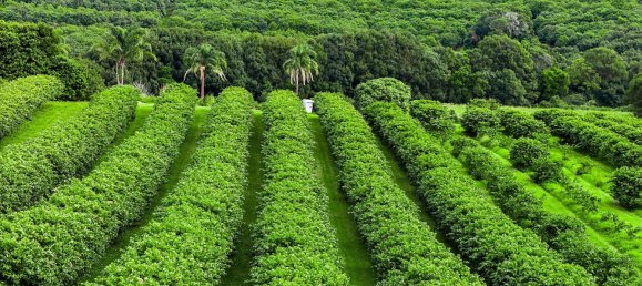 6 غرف نوم مزرعة في Newrybar, Australia رقم 560 9