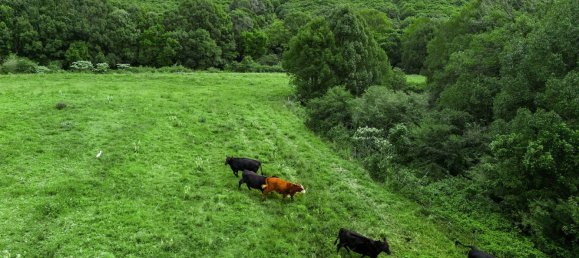 6 غرف نوم مزرعة في Newrybar, Australia رقم 560 8