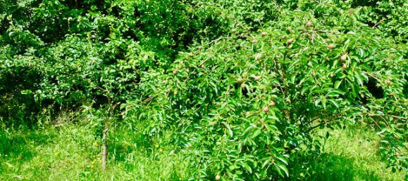 Дом с 7 комнатами в Люнебург, Германия № 151899 32