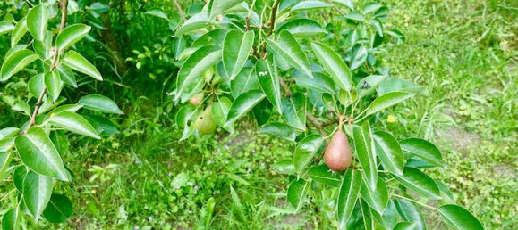 Дом с 7 комнатами в Люнебург, Германия № 151899 27