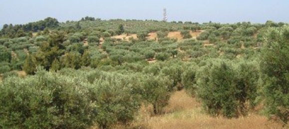 14300m² Hotel in Chalkidiki, Greece No. 8161 2