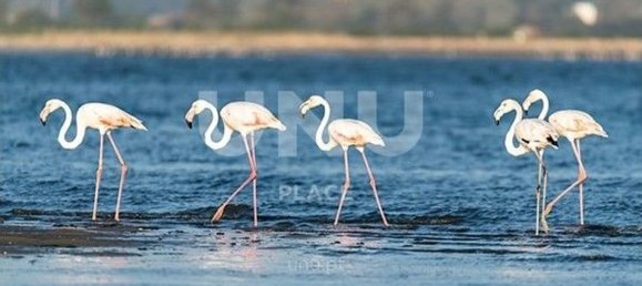 Terrain à Ovar, Portugal 750m² No. 86351 8