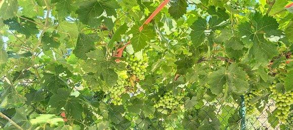 Casa T1 em Benamargosa, Spain N.º 36891 32