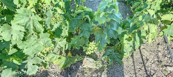 Casa T1 em Benamargosa, Spain N.º 36891 16