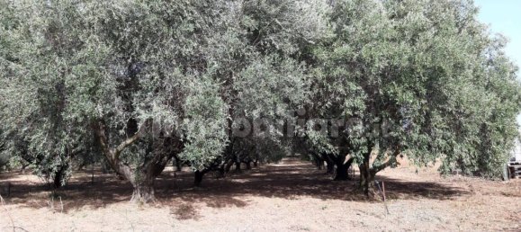 Земельный участок 3634м² в Капотерра, Италия № 292493 7