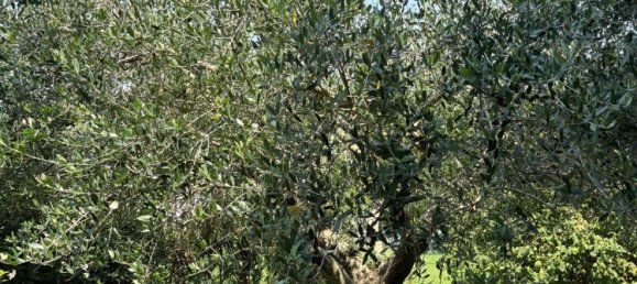 Apartamento de 3 dormitorios en Villafranca Padovana, Italy No. 328901 3