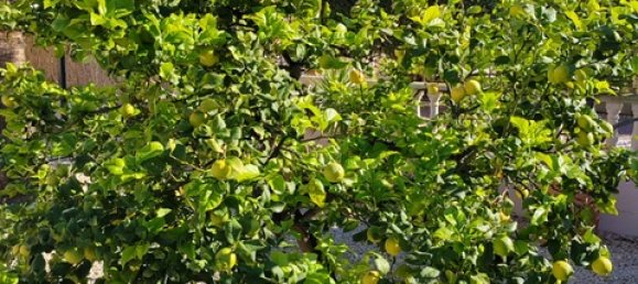 3 bedrooms Villa in Alicante, Spain No. 165078 22